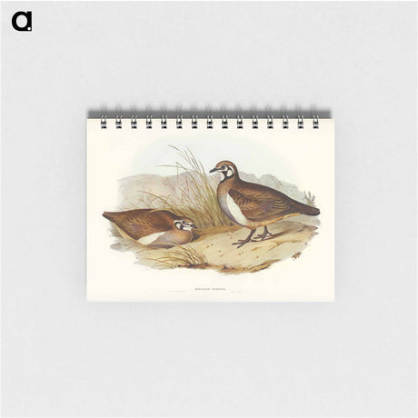 アートメモ帳-Partridge Bronze-wing
 - オーストラリアの鳥 Memo.