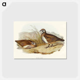 アートポストカード-Partridge Bronze-wing
 - オーストラリアの鳥 Postcard.