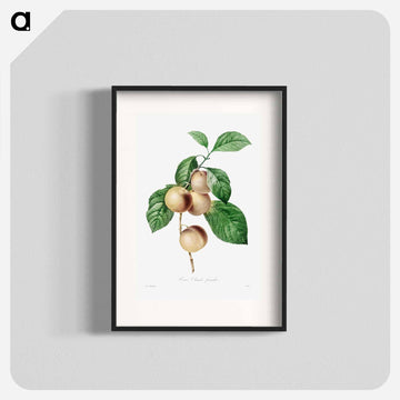 Reine Claude Plum
 - クリーブランド美術館 Poster.