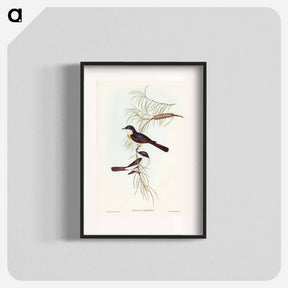 アートポスター-Restless Flycatcher
 - ジョン グールド Poster.