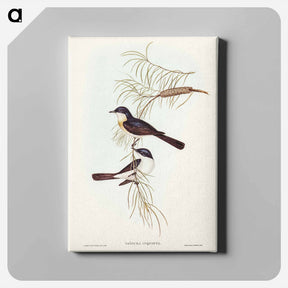 アートパネル-Restless Flycatcher
 - ジョン グールド Canvas.