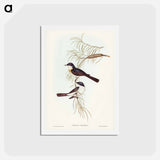 アートポストカード-Restless Flycatcher
 - ジョン グールド Postcard.