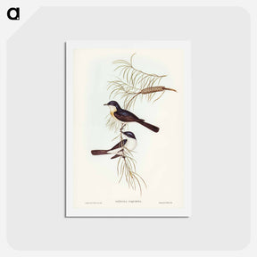 アートポストカード-Restless Flycatcher
 - ジョン グールド Postcard.