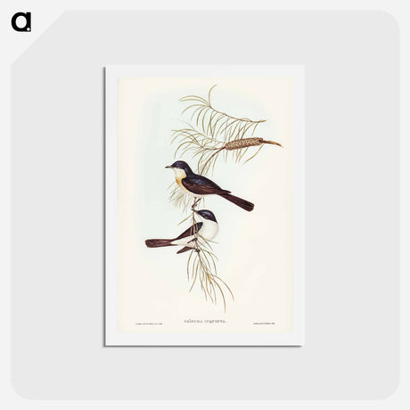 アートポストカード-Restless Flycatcher
 - ジョン グールド Postcard.