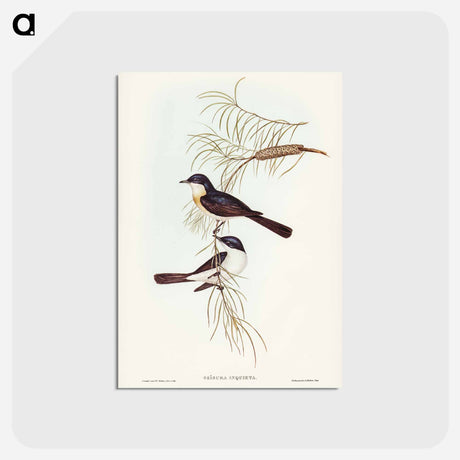 アートポストカード-Restless Flycatcher
 - ジョン グールド Postcard.