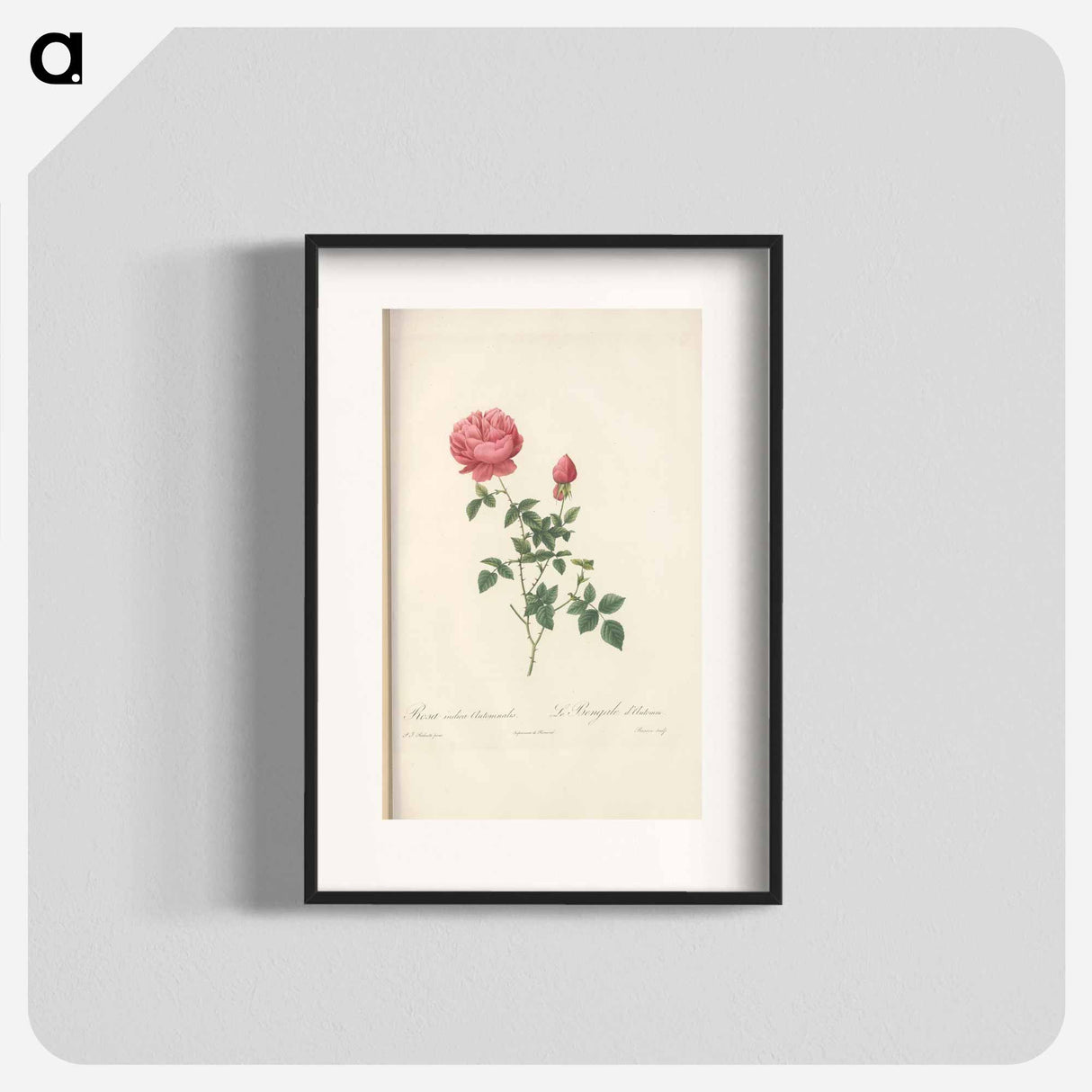 Rose illustration - Pierre Joseph Redouté Poster.