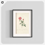 Rose illustration - Pierre Joseph Redouté Poster.