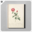 アートパネル-Rose illustration - ピエール ジョゼフ ルドゥーテ Canvas.