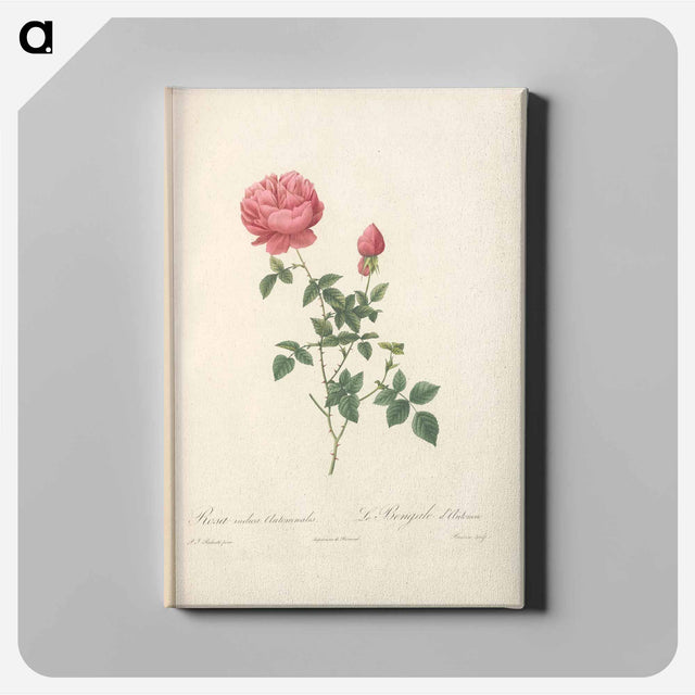アートパネル-Rose illustration - ピエール ジョゼフ ルドゥーテ Canvas.