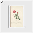 アートポストカード-Rose illustration - ピエール ジョゼフ ルドゥーテ Postcard.