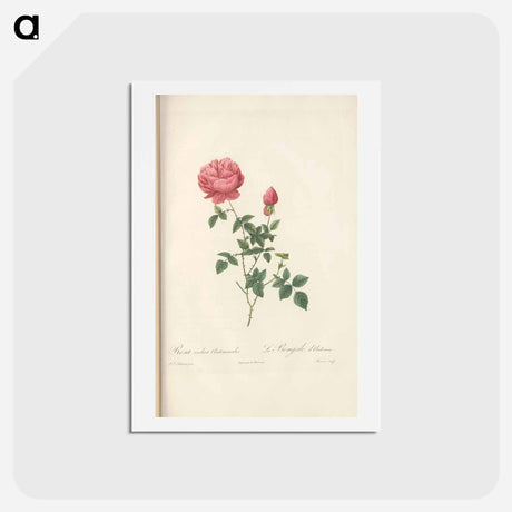 アートポストカード-Rose illustration - ピエール ジョゼフ ルドゥーテ Postcard.