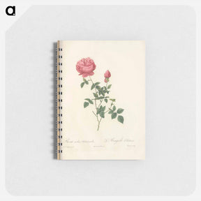 アートメモ帳-Rose illustration - ピエール ジョゼフ ルドゥーテ Memo.