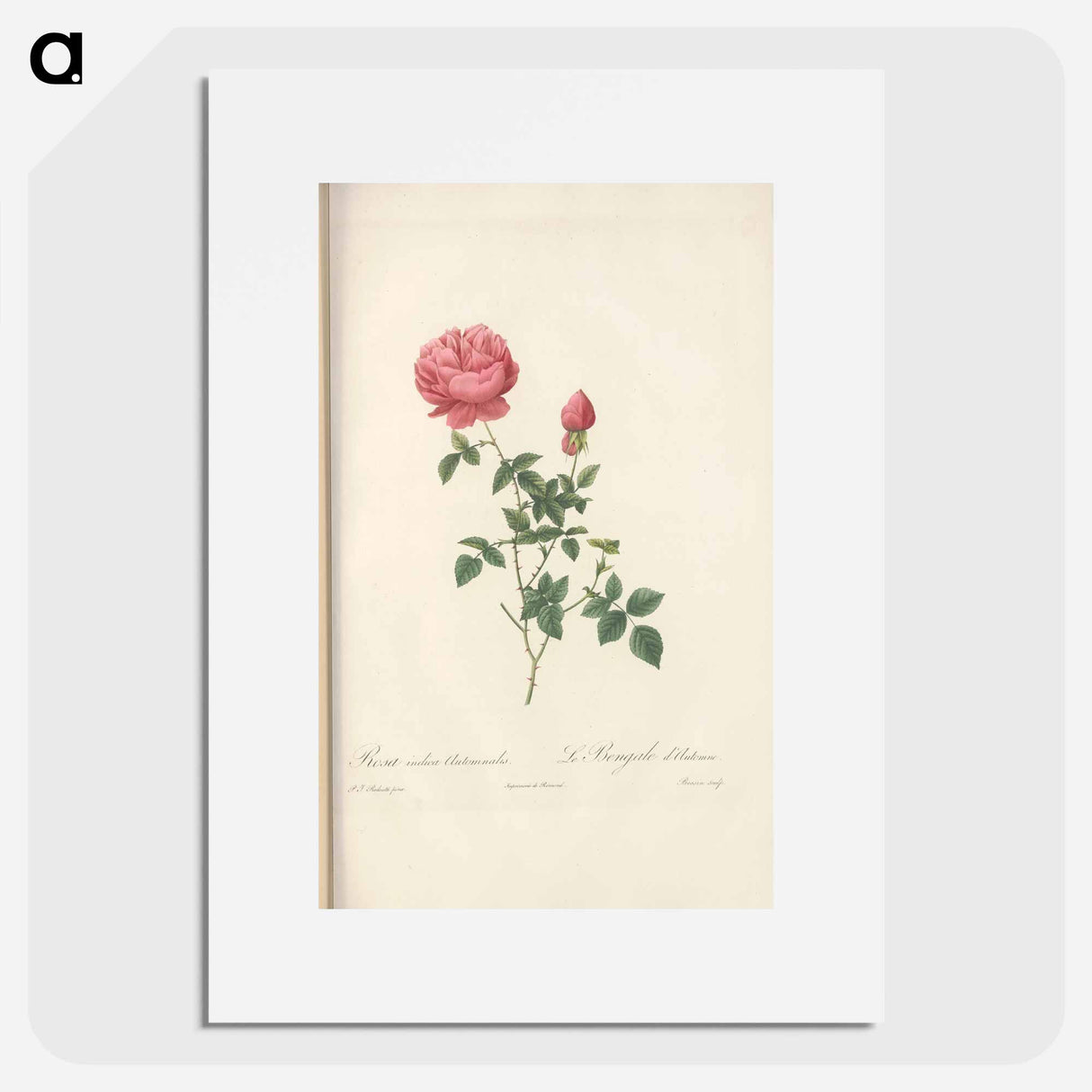 Rose illustration - Pierre Joseph Redouté Poster.