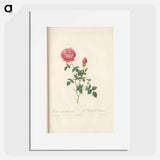 Rose illustration - Pierre Joseph Redouté Poster.