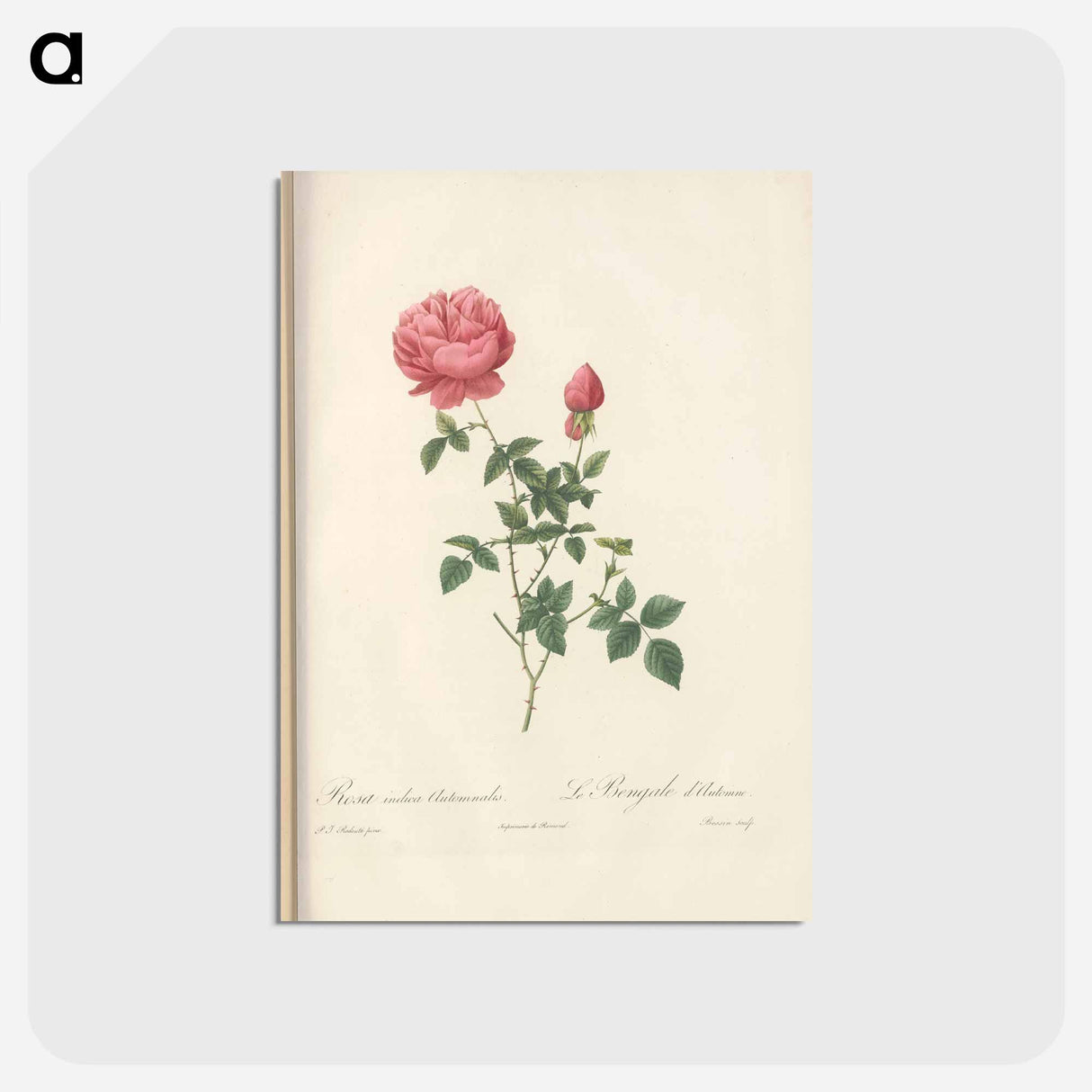 アートポストカード-Rose illustration - ピエール ジョゼフ ルドゥーテ Postcard.