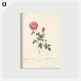 アートポストカード-Rose illustration - ピエール ジョゼフ ルドゥーテ Postcard.
