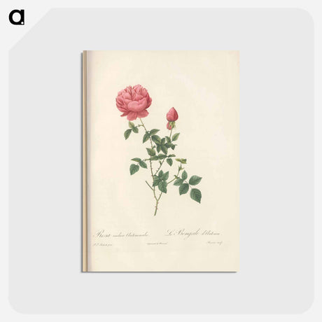 アートポストカード-Rose illustration - ピエール ジョゼフ ルドゥーテ Postcard.