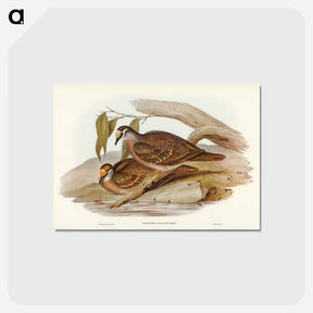 アートポストカード-Bronze-winged Pigeon
 - オーストラリアの鳥 Postcard.