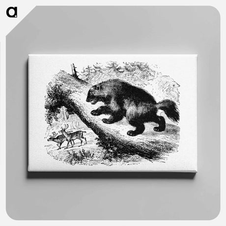 アートパネル-The Wolverine from Nimrod In The North, Or Hunting And Fishing Adventures In The Arctic Regions
 - 大英図書館 Canvas.