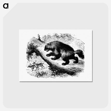 アートポストカード-The Wolverine from Nimrod In The North, Or Hunting And Fishing Adventures In The Arctic Regions
 - 大英図書館 Postcard.