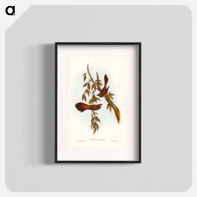 アートポスター-Rufous-fronted Fantail
 - ジョン グールド Poster.