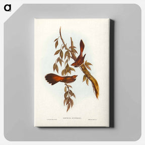アートパネル-Rufous-fronted Fantail
 - ジョン グールド Canvas.