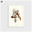 アートポストカード-Rufous-fronted Fantail
 - ジョン グールド Postcard.