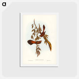 アートポストカード-Rufous-fronted Fantail
 - ジョン グールド Postcard.