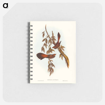 Rufous-fronted Fantail
 - ジョン グールド Memo.