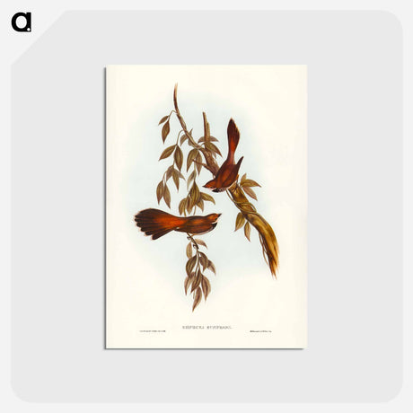 アートポストカード-Rufous-fronted Fantail
 - ジョン グールド Postcard.