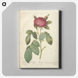 7-7_Pierre-Joseph-Redoute_canvas