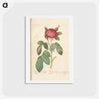 アートポストカード-Rose illustration - ピエール ジョゼフ ルドゥーテ Postcard.