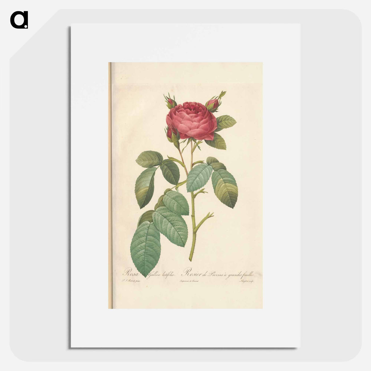 Rose illustration - Pierre Joseph Redouté Poster.