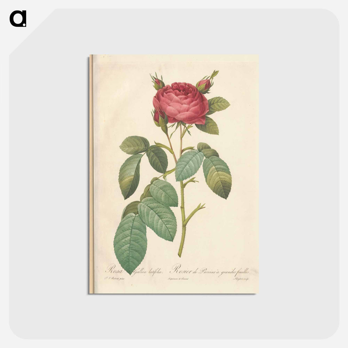 アートポストカード-Rose illustration - ピエール ジョゼフ ルドゥーテ Postcard.