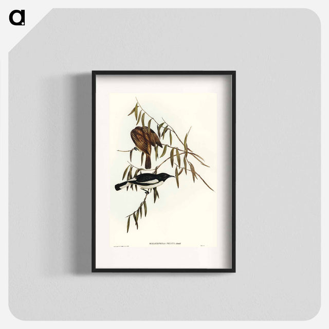 アートポスター-Pied Honey-eater
 - オーストラリアの鳥 Poster.