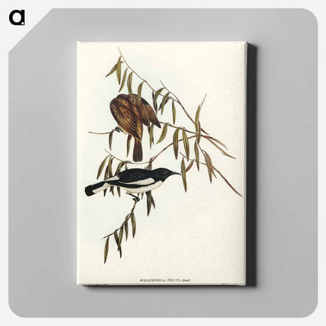 アートパネル-Pied Honey-eater
 - オーストラリアの鳥 Canvas.