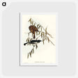 アートポストカード-Pied Honey-eater
 - オーストラリアの鳥 Postcard.