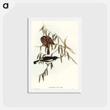 アートポストカード-Pied Honey-eater
 - オーストラリアの鳥 Postcard.