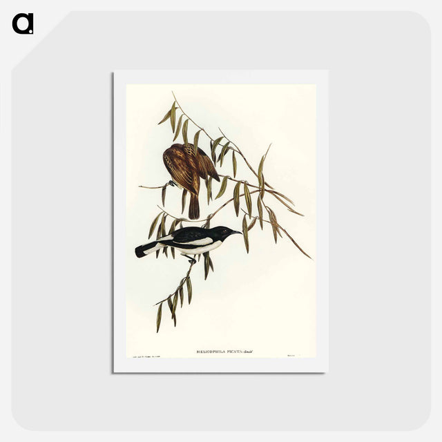 アートポストカード-Pied Honey-eater
 - オーストラリアの鳥 Postcard.