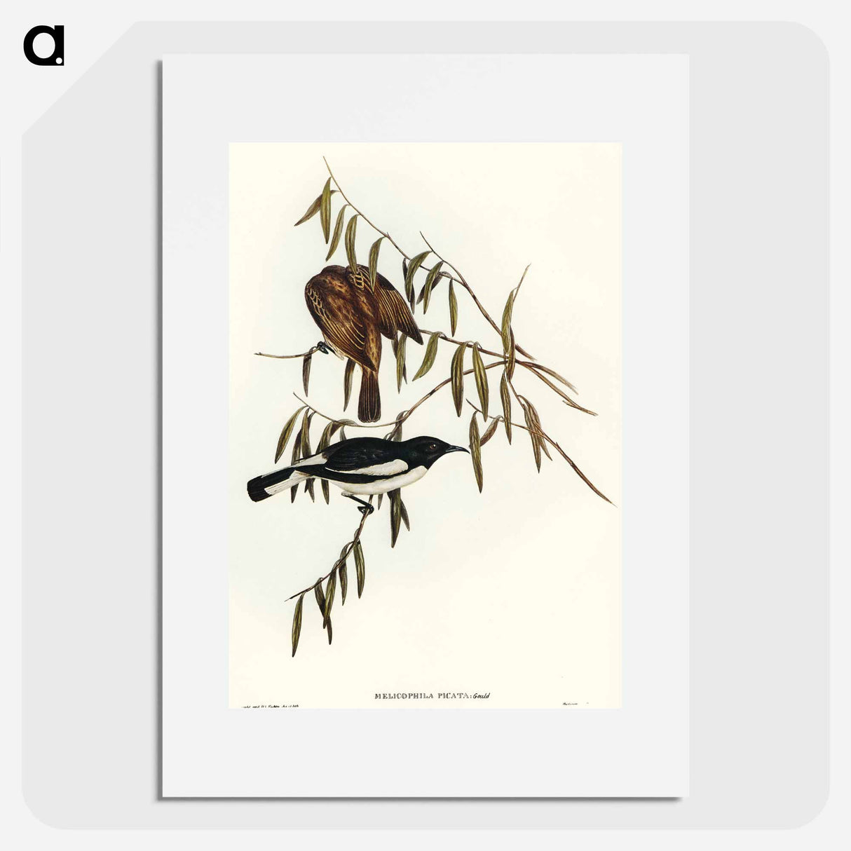 アートポスター-Pied Honey-eater
 - オーストラリアの鳥 Poster.