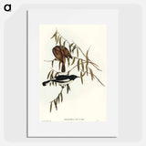 アートポスター-Pied Honey-eater
 - オーストラリアの鳥 Poster.