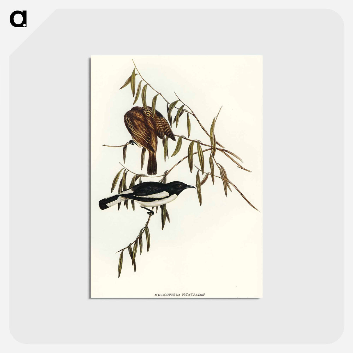 アートポストカード-Pied Honey-eater
 - オーストラリアの鳥 Postcard.