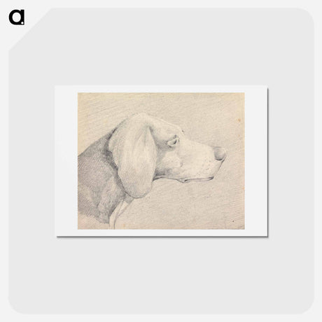 アートポストカード-Head of a Foxhound, in Profile Right
 - イェール大学アートギャラリー Postcard.