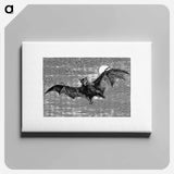 アートパネル-Flying Bat from Woodland Romances; Or, Fables And Fancies
 - 大英図書館 Canvas.