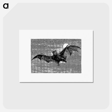 アートポストカード-Flying Bat from Woodland Romances; Or, Fables And Fancies
 - 大英図書館 Postcard.