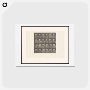 アートポストカード-Walking Mastiff
 - エドワード マイブリッジ Postcard.