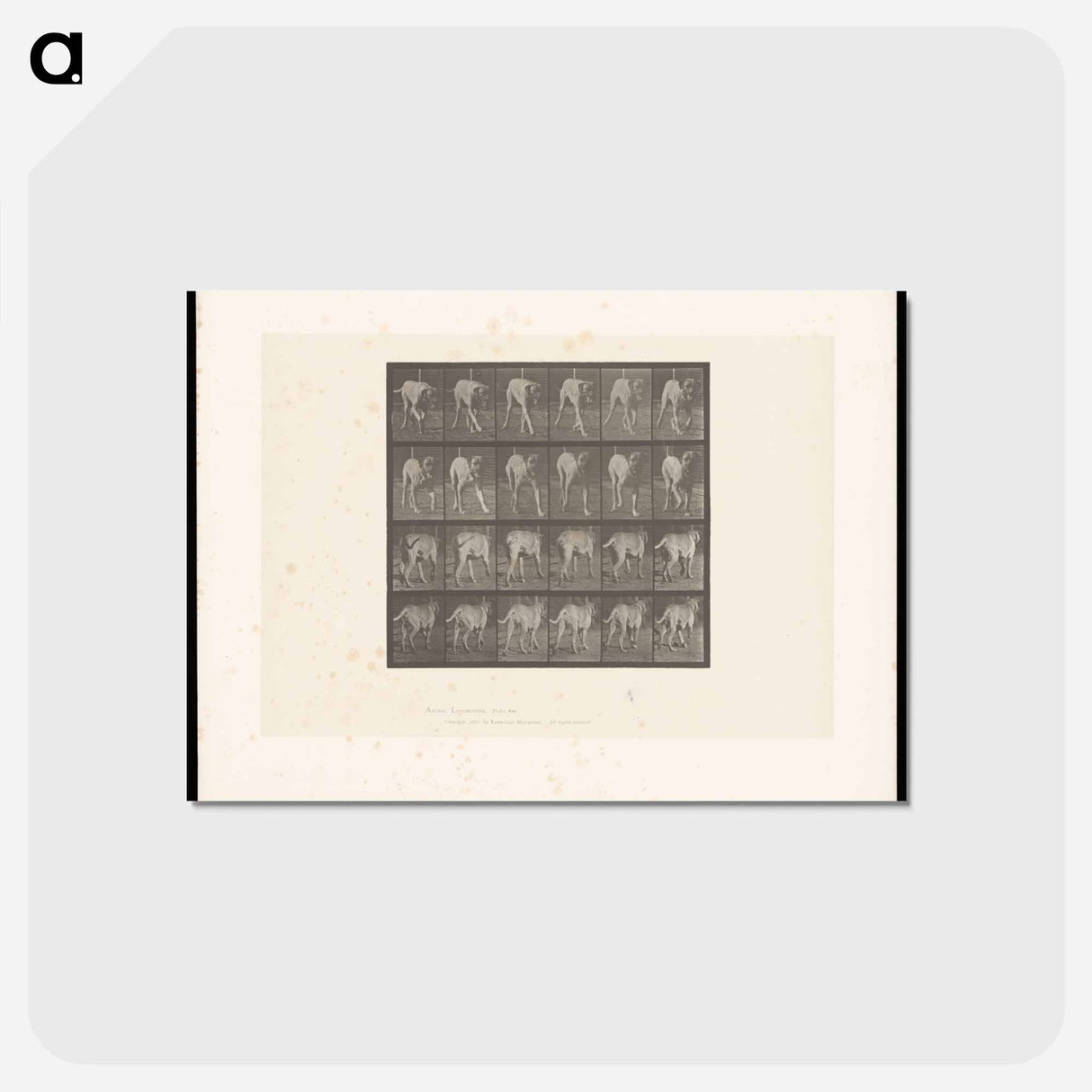 アートポストカード-Walking Mastiff
 - エドワード マイブリッジ Postcard.