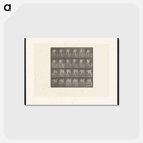 アートポストカード-Walking Mastiff
 - エドワード マイブリッジ Postcard.