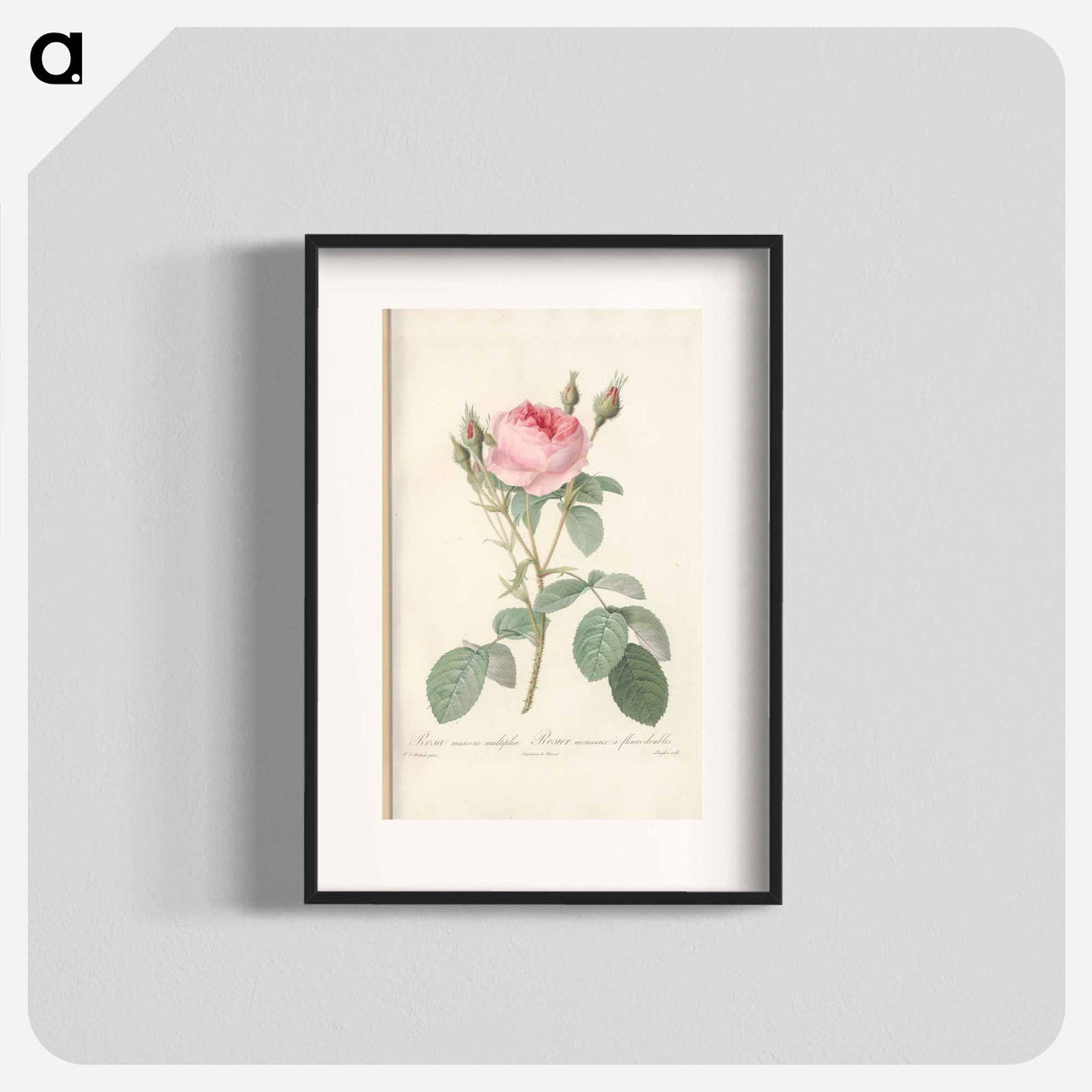 Rose illustration - Pierre Joseph Redouté Poster.