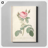アートパネル-Rose illustration - ピエール ジョゼフ ルドゥーテ Canvas.